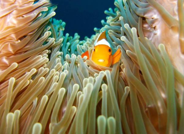 Photograph Clarissa And Peddy Cheeky Clownfish on One Eyeland